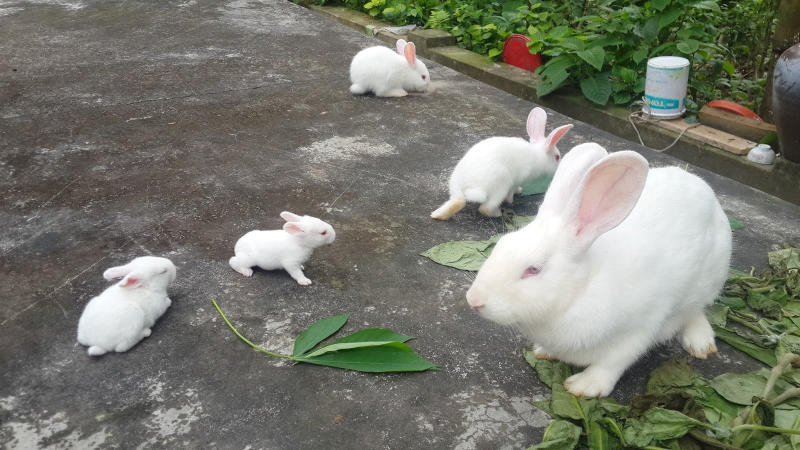 Mua thỏ ở Đà Nẵng Trại thỏ Quốc Cường
